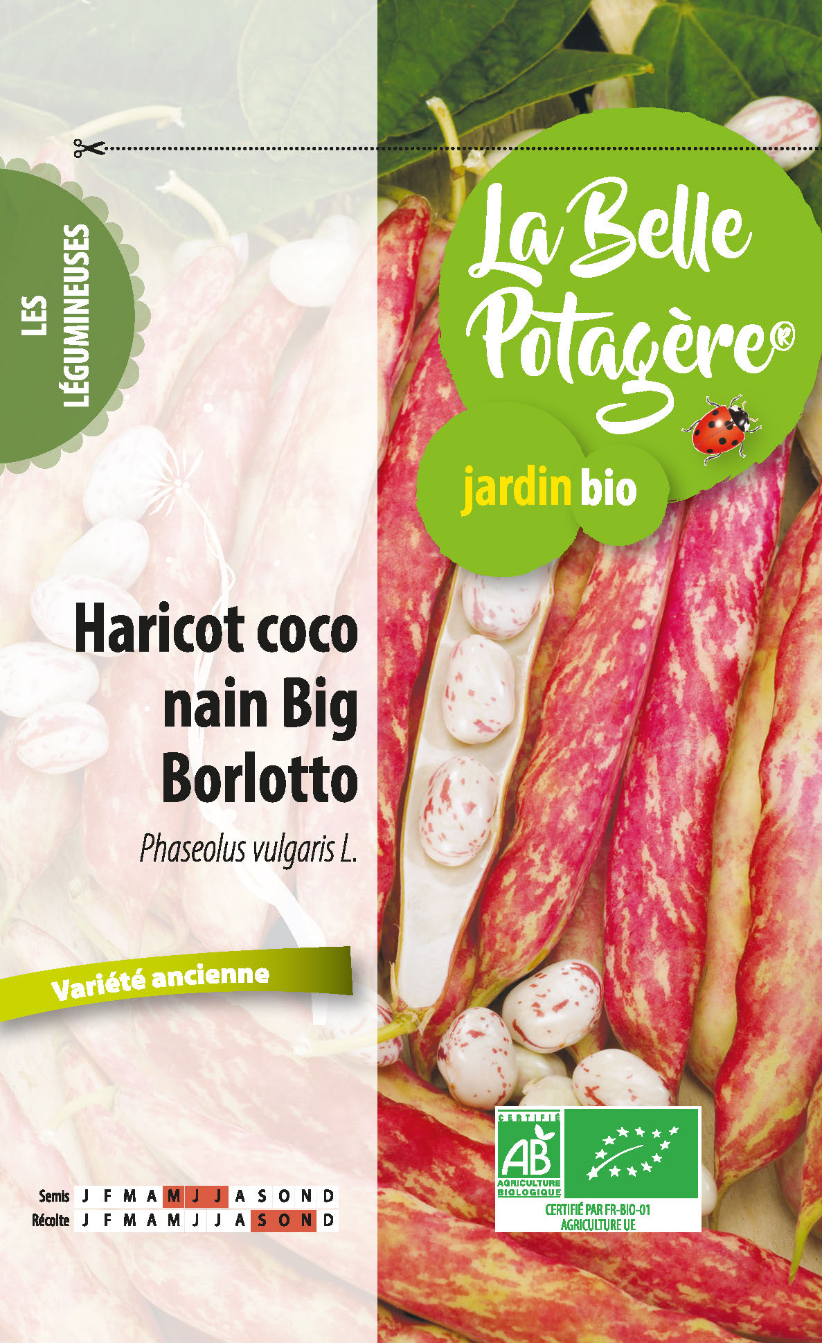 Haricot coco nain big Borlotto