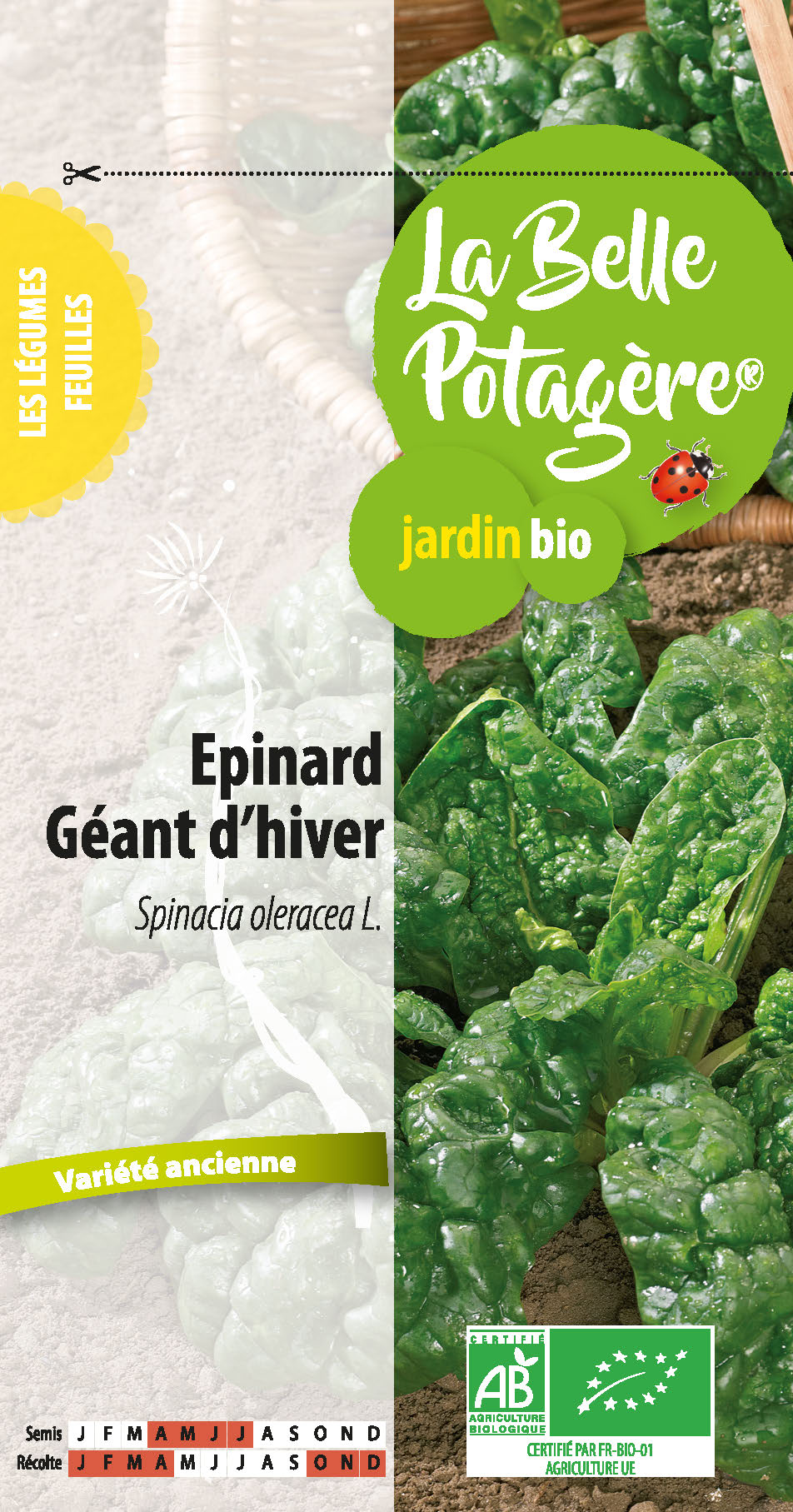 Epinard Géant d'hiver