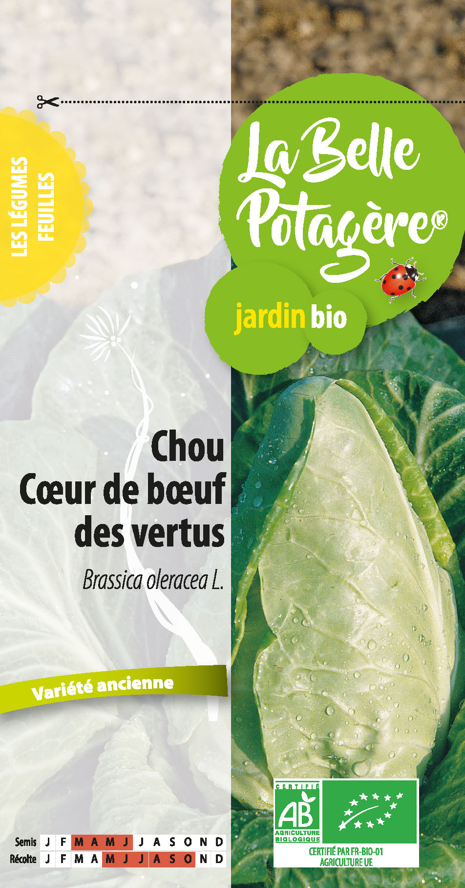 Chou Coeur de boeuf des vertus