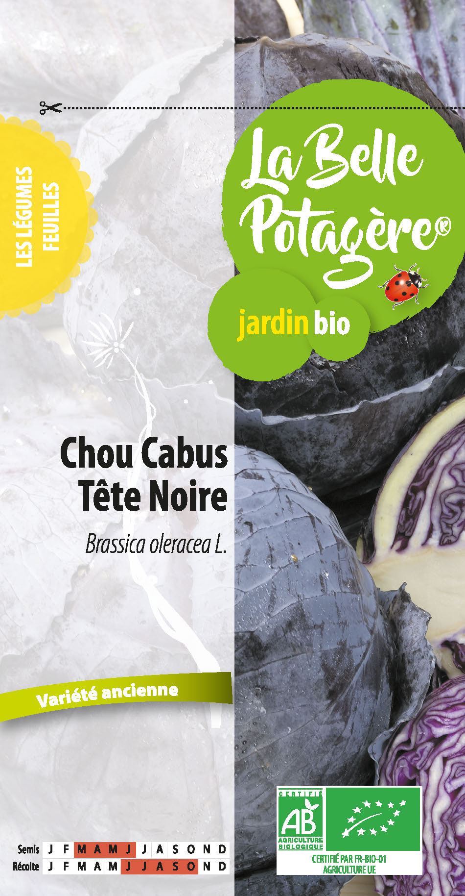 Chou Cabus Tête Noire