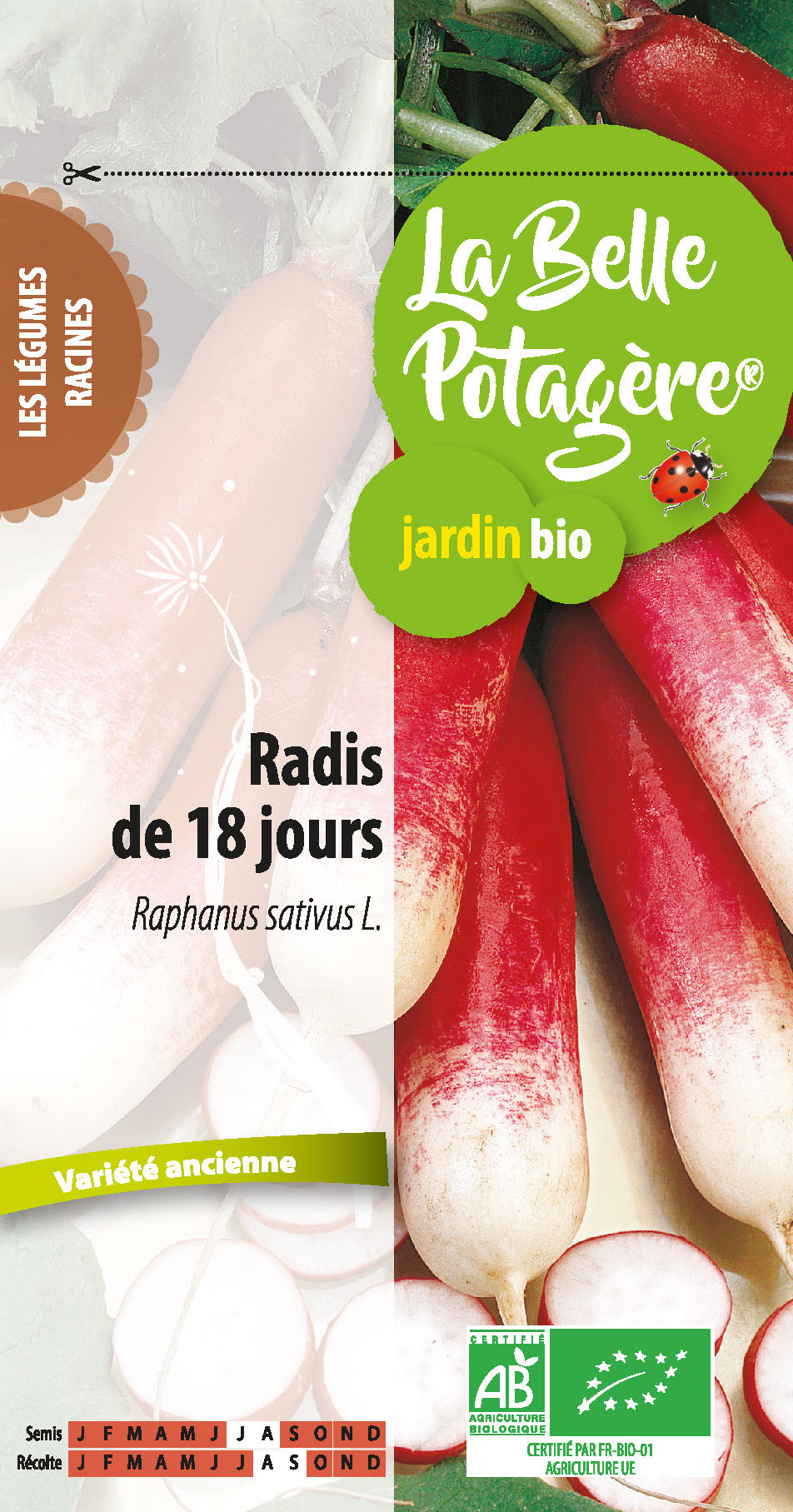 Radis de 18 jours