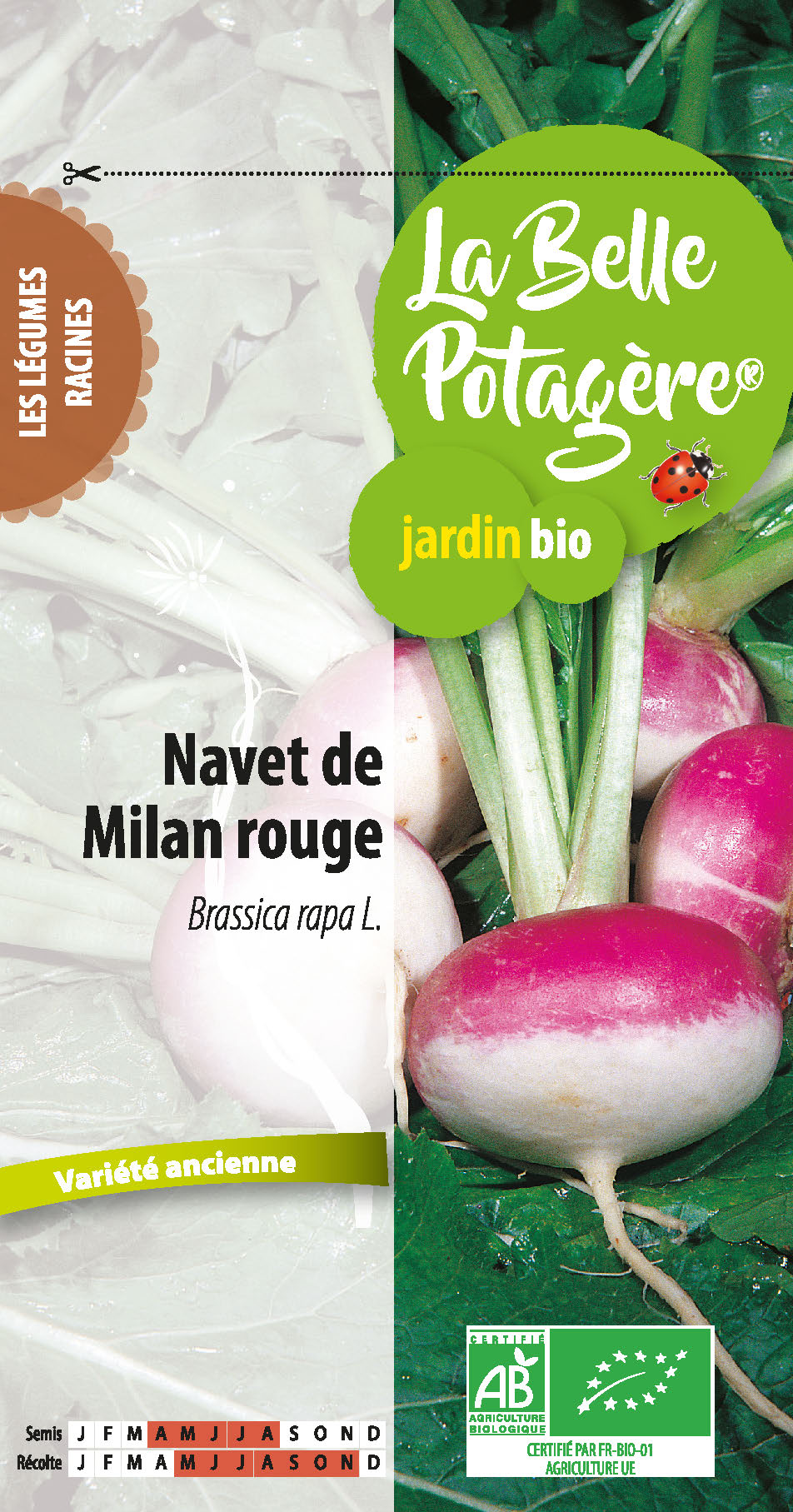 Navet de Milan rouge