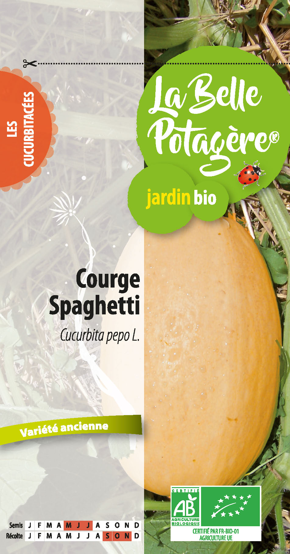 Courge Spaghetti