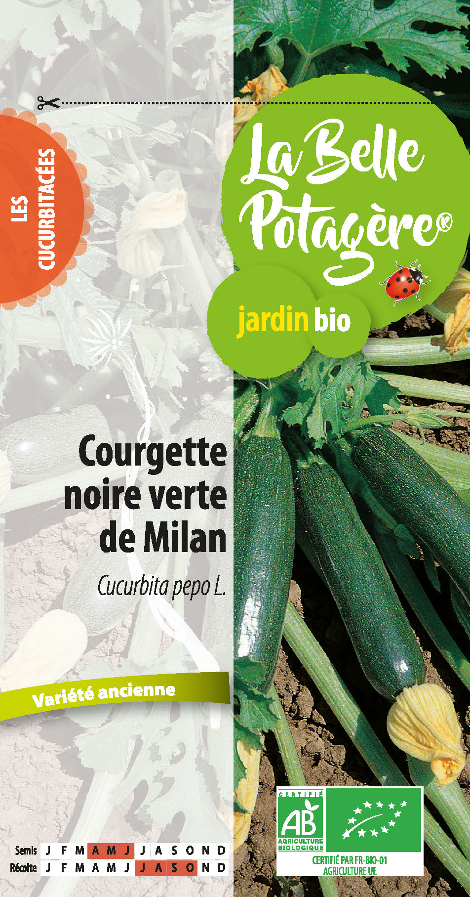 Courgette noire verte de Milan