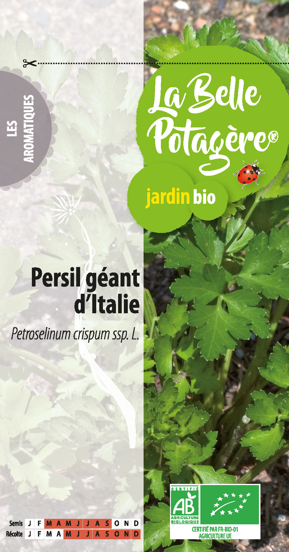 Persil géant d'Italie