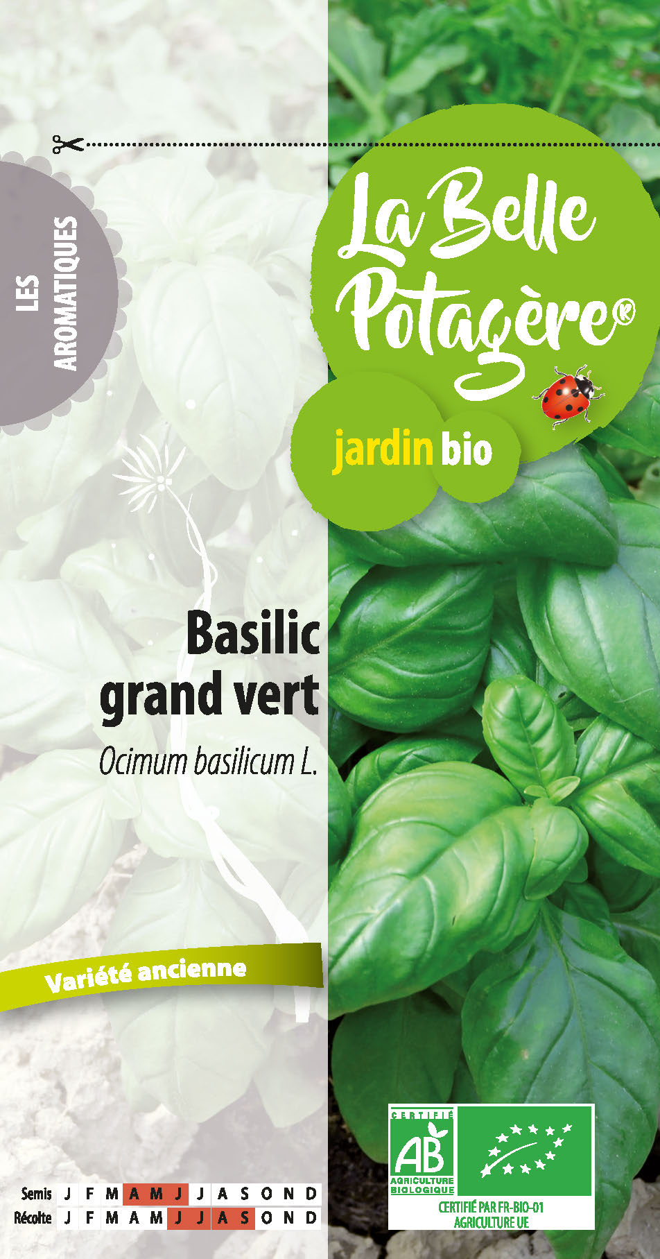 Basilic grand vert